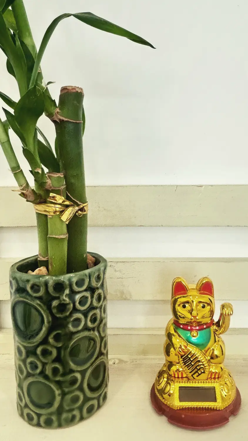 Welcome to Stephen Kochenash's office photograph. A bamboo plant in a green jar next to a cat in the pose of a buddha holding up its left paw.